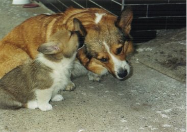 Kingpet - welsh corgi pembroke - foto 