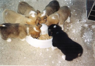 Kingpet - welsh corgi pembroke - foto1 