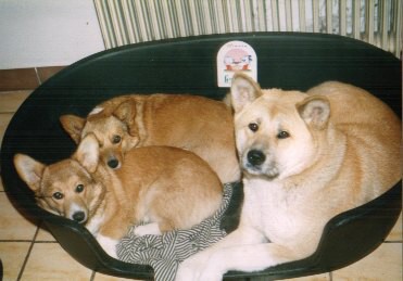 Kingpet - welsh corgi pembroke - foto10 