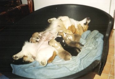 Kingpet - welsh corgi pembroke - foto11 