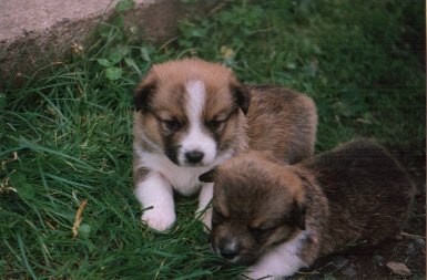Kingpet - welsh corgi pembroke - foto12 