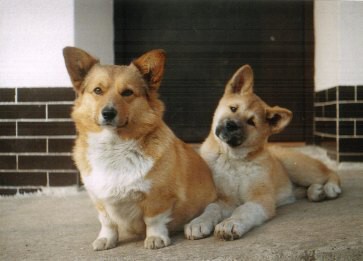 Kingpet - welsh corgi pembroke - foto13 