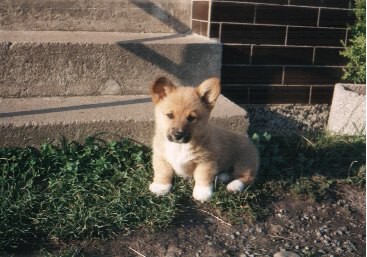 Kingpet - welsh corgi pembroke - foto14 
