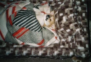 Kingpet - welsh corgi pembroke - foto15 