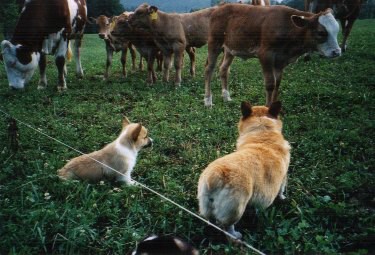 Kingpet - welsh corgi pembroke - foto17 
