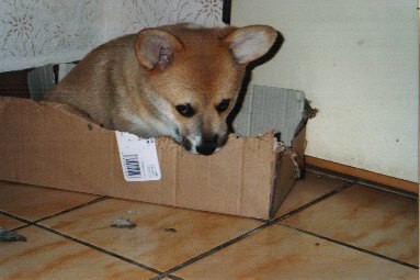Kingpet - welsh corgi pembroke - foto18 