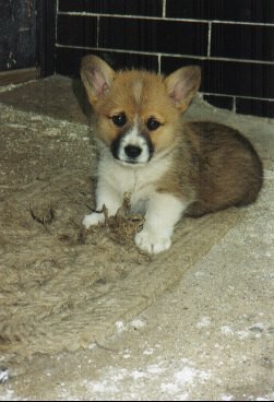 Kingpet - welsh corgi pembroke - foto2 