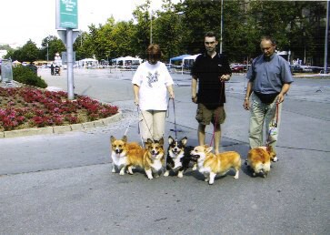 Kingpet - welsh corgi pembroke - foto21 