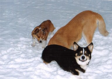 Kingpet - welsh corgi pembroke - foto22 