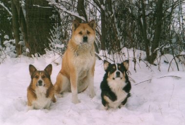 Kingpet - welsh corgi pembroke - foto23 