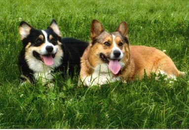 Kingpet - welsh corgi pembroke - foto24 