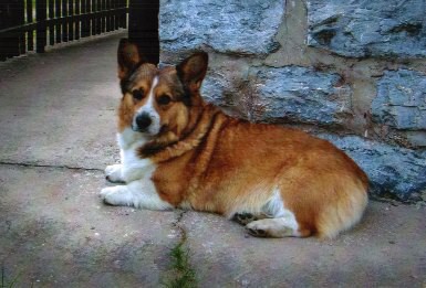 Kingpet - welsh corgi pembroke - foto25 
