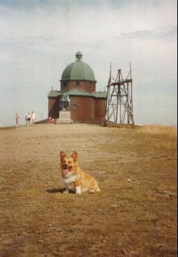 Kingpet - welsh corgi pembroke - foto3 