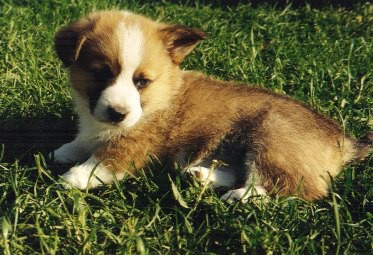 Kingpet - welsh corgi pembroke - foto4 