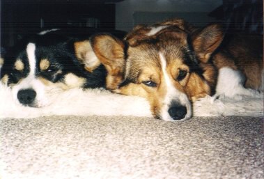 Kingpet - welsh corgi pembroke - foto5 