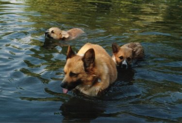Kingpet - welsh corgi pembroke - foto6 