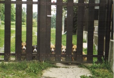 Kingpet - welsh corgi pembroke - foto7 