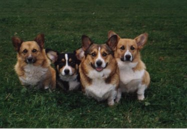 Kingpet - welsh corgi pembroke - foto8 