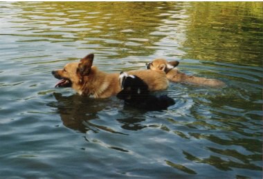 Kingpet - welsh corgi pembroke - foto9 